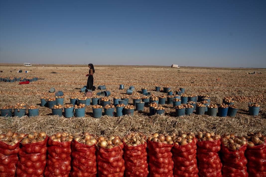Konya Ovası’nda tablo gibi hasat 24